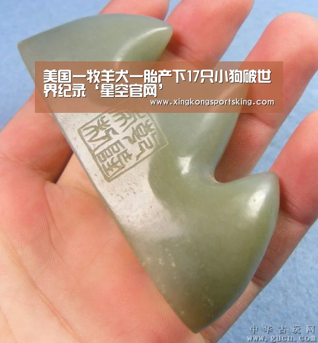 美国一牧羊犬一胎产下17只小狗破世界纪录‘星空官网’